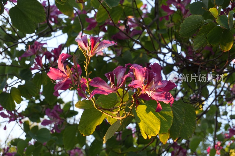 紫荆花特写