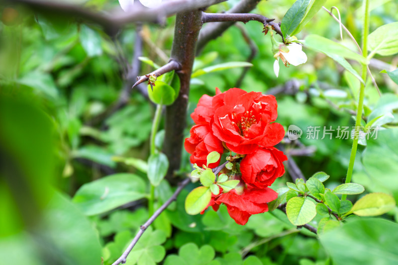 春日海棠花梅花