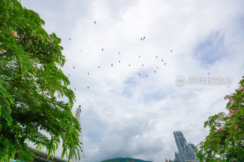 城市上空的鸟群