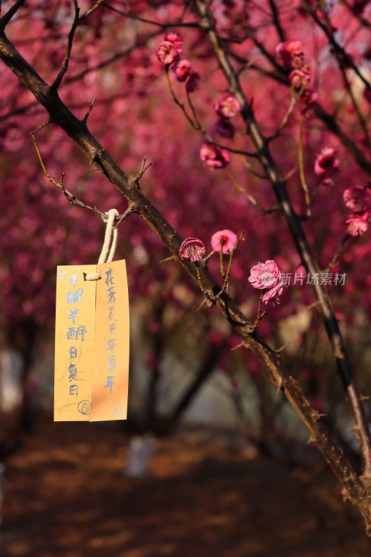 挂于梅花枝的手写祈福纸条