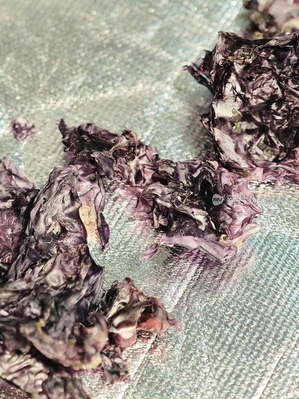 皱巴巴的紫黑色干紫菜