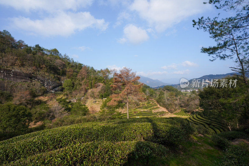 山间层层叠叠的绿意盎然的美丽梯田风景