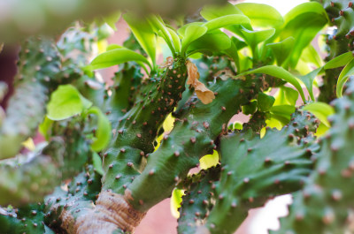 特写多刺绿植叶片