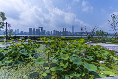 武汉武昌区沙湖公园风光