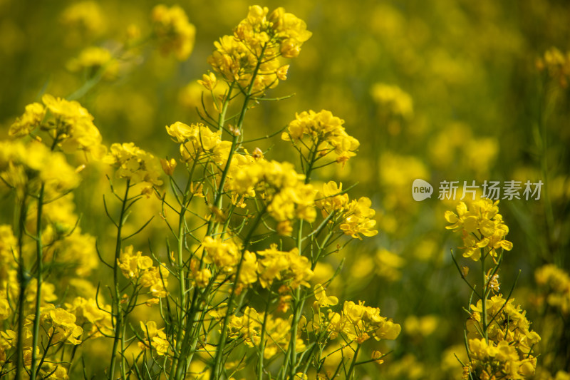 春天野外金灿灿的油菜花田金黄色花海