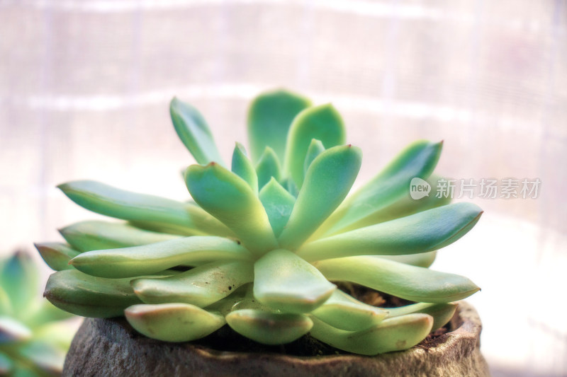 多肉植物盆栽盆景绿色植物