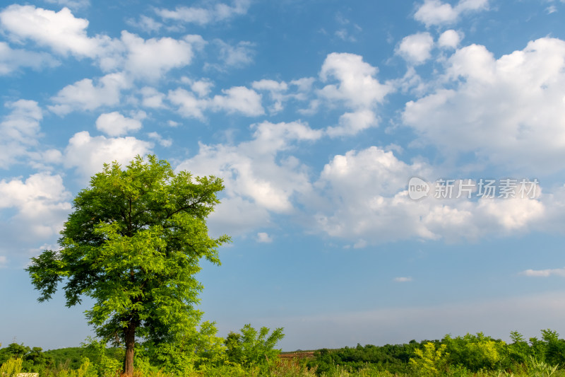 空旷原野上一棵树蓝天白云