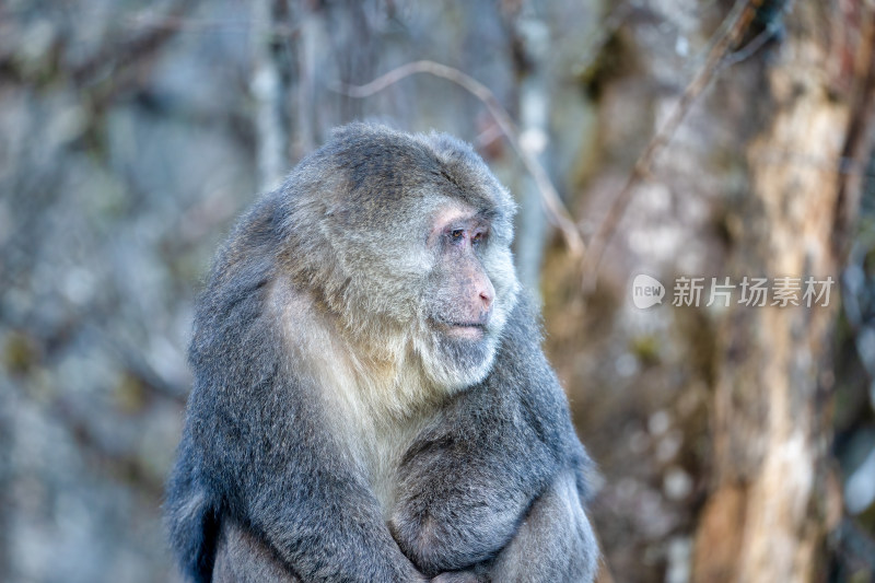 冬季川西甘孜海螺沟的野生藏酋猕猴