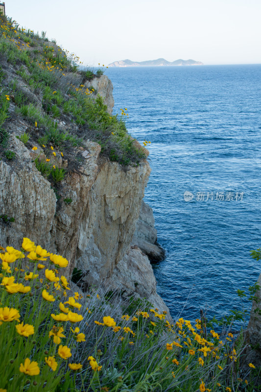 辽宁大连海岸悬崖边金鸡菊花海盛开