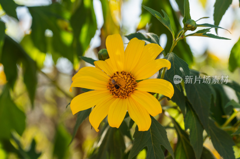 阳光下的肿柄菊