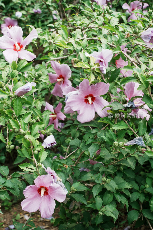 北京圆明园木槿花