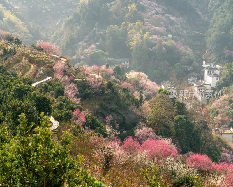 山间村落春景