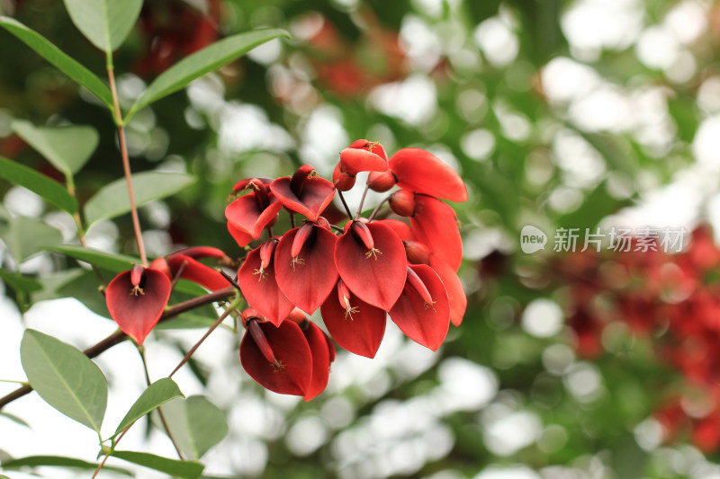 鸡冠刺桐,冠刺桐,海红豆,象牙红,象牙花