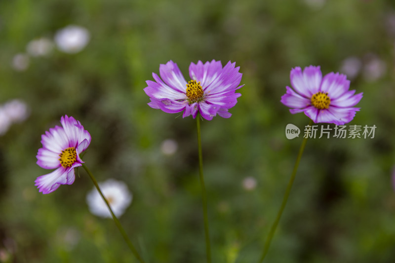 四季花卉盆景格桑花