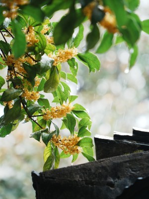 雨天中式园林中屋檐下的桂花