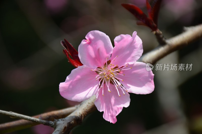 特写粉色桃花花朵