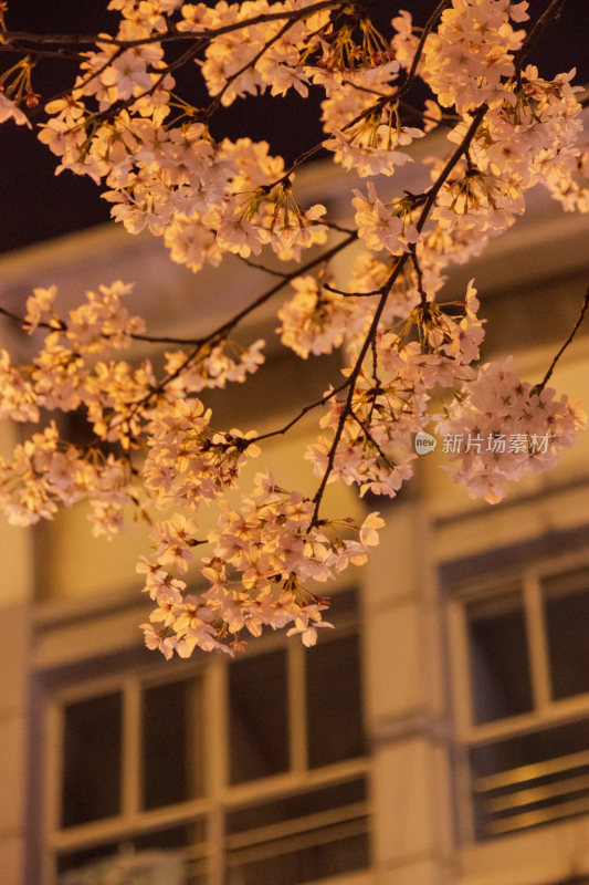 湖南常德府坪街春季樱花街道夜景