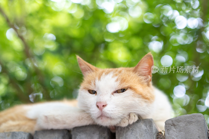 在园林休息小猫