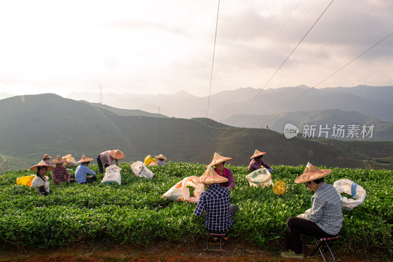 山间茶园中忙碌的采茶人