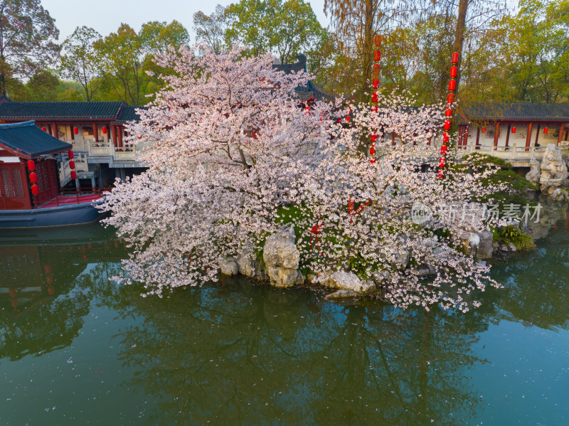 武汉东湖磨山樱花园樱花盛开