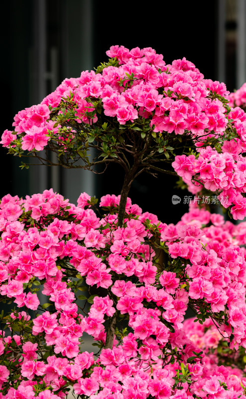 上海植物园杜鹃花盆景花开