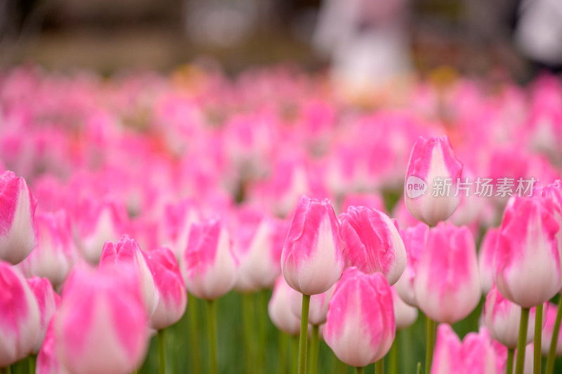 郁金香花海