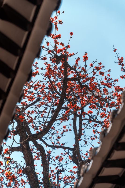 广州农讲所：蓝天映衬下盛开的木棉花