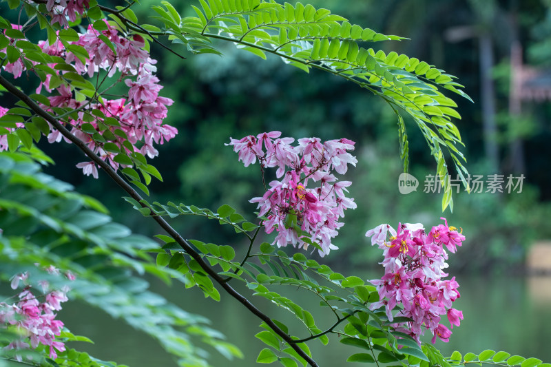 公园里盛开的节荚决明花