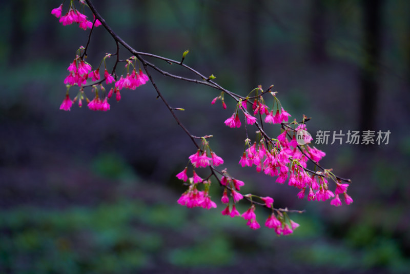 桃花樱花油菜花