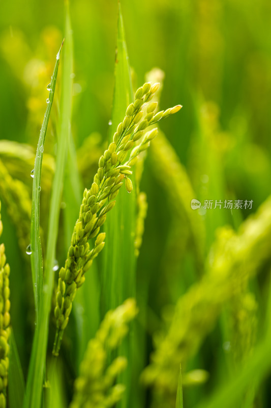 雨后的绿色良种有机水稻特写