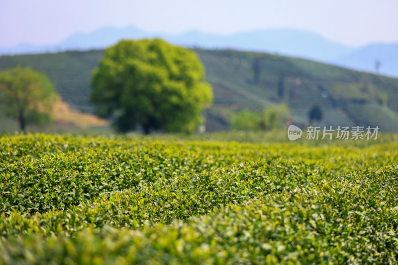 中国杭州龙坞春天里的茶园风光