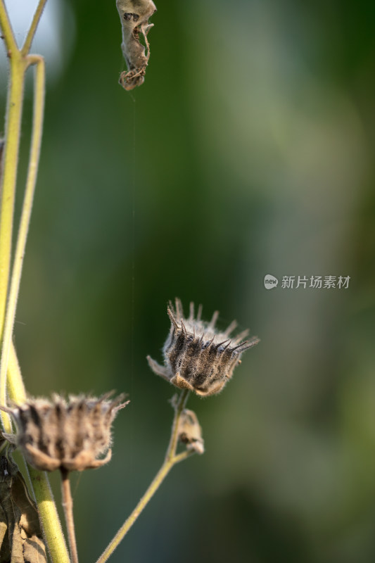 秋天野生苘麻成熟的种子