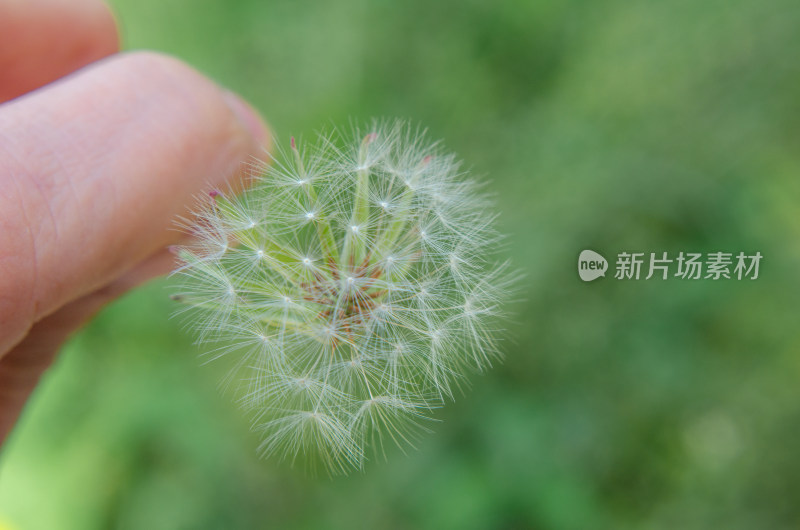 随风飘散的蒲公英