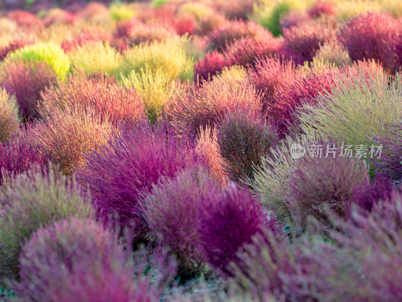 武汉秋天公园里的地肤草