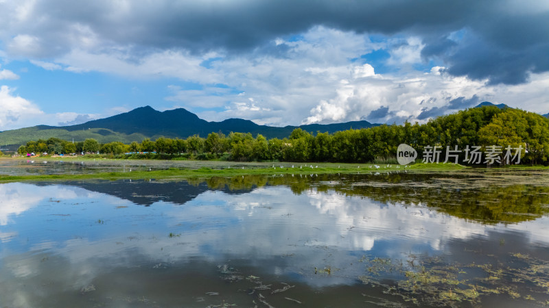 丽江拉市海湿地公园夏天的草地牛羊野鹤飞鸟