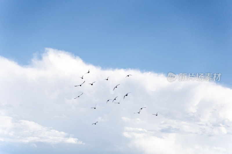 蓝天白云鸟类自由飞翔向往自由
