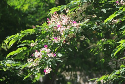 广东东莞：短萼仪花盛开