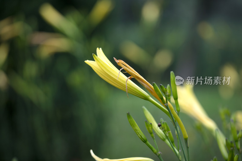 户外菜地的黄花菜