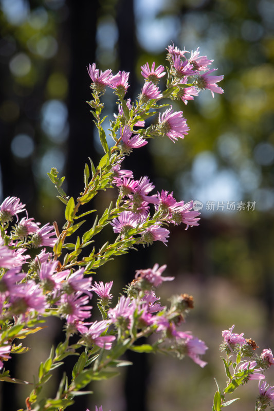 紫菀花海，秋日粉紫色菊花盛开