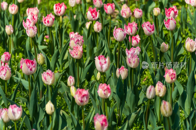 大片郁金香花海景观