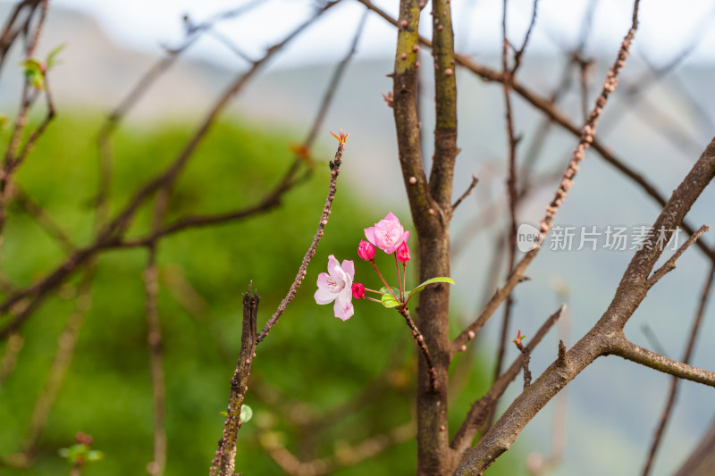 初春重瓣粉红海棠花