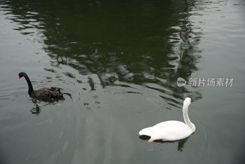 黑天鹅在雨中湖面游动的姿态