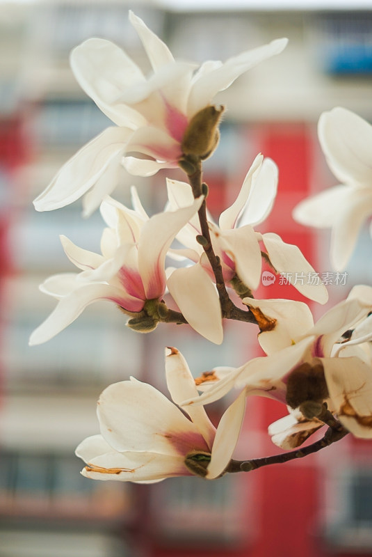 玉兰花枝特写，展现春日浪漫气息