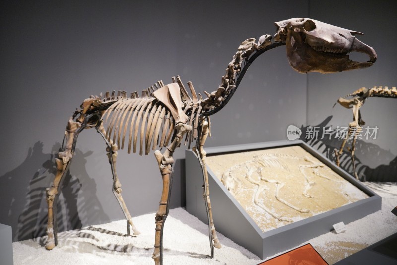 普氏野马骨骼化石标本