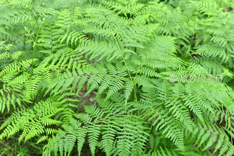 蕨类植物绿叶背景