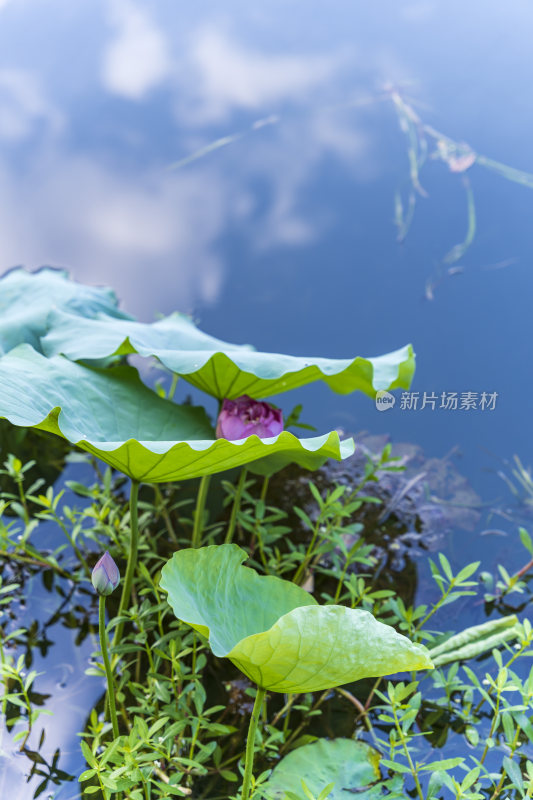 杭州西湖风景区曲院风风景