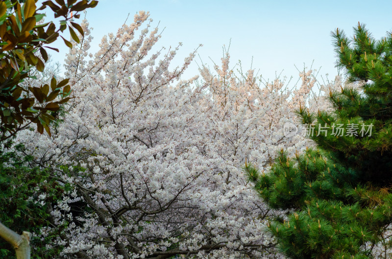 青岛中山公园的樱花树