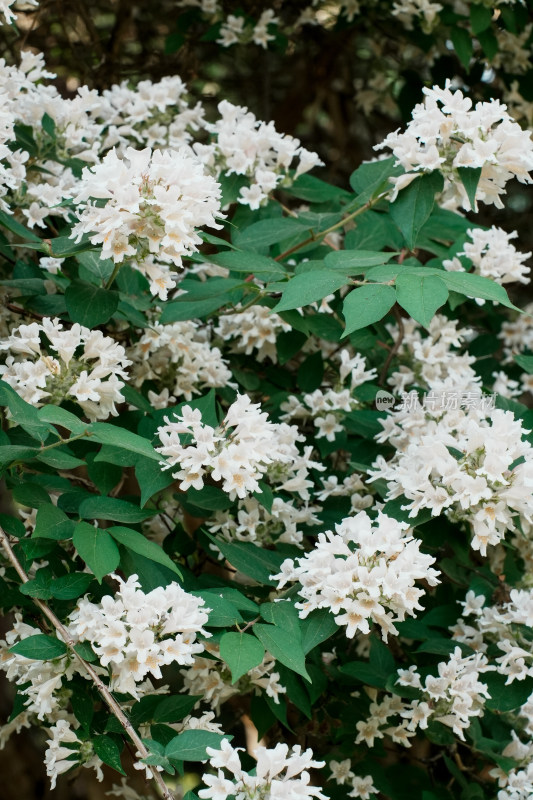 北京国家植物园猬实花