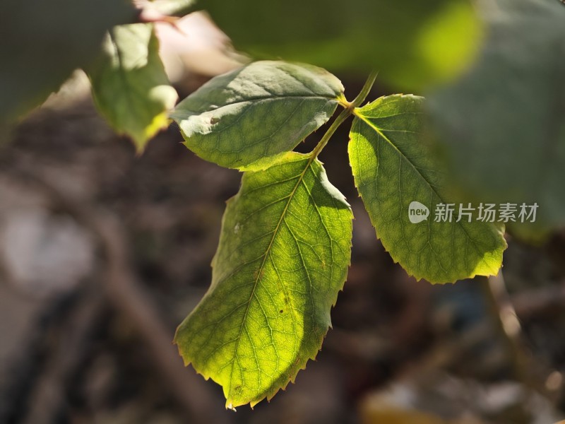 带刺植物上带有枯黄斑点的叶片