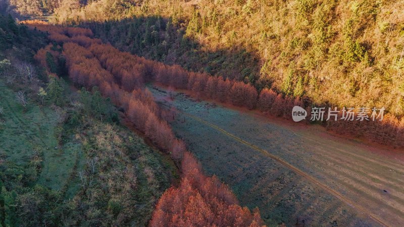 重庆酉阳：天山堡水杉红似火